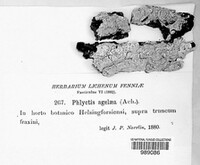 Phlyctis agelaea image